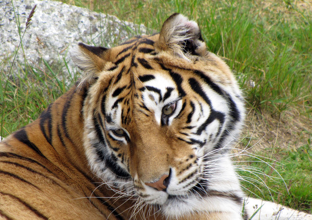 Una tigre (foto di archivio) © Ansa
