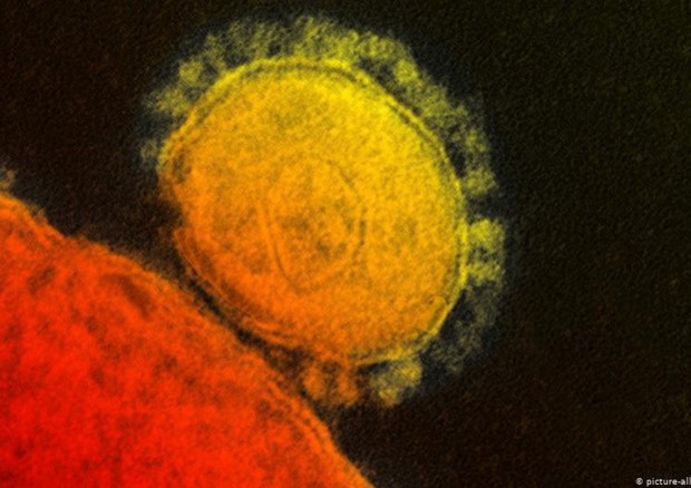 Il Coronavirus al microscopio elettronico (fonte: NIAID-RML) © Ansa