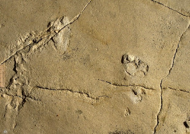 Le impronte di Trachilos (fonte: Gierlinski et al.) © Ansa