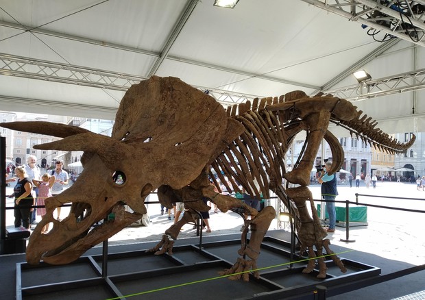 Lo scheletro del triceratopo Big John esposto a Trieste © ANSA