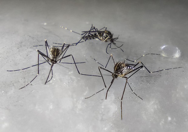 Zanzare della specie Aedes koreicus (fonte: Sara Epis, Università degli Studi di Milano) © Ansa