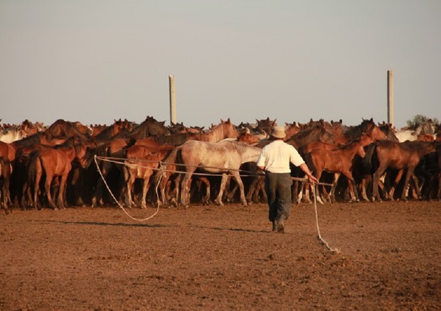 Un allevamento di cavalli in Kazakistan (fonte: Ludovic ORLANDO/CAGT/CNRS Photothèque) © Ansa