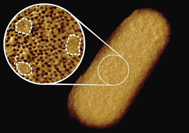 Immagine al microscopio di un batterio E. coli vivente. Una fitta rete di proteine ​​è interrotta da isole lisce e prive di proteine ​​(indicate da linee tratteggiate nell'inserto). credit: Benn et al. UCL © Ansa
