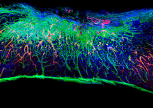 Sezione del midollo spinale con la nuova terapia. In rosso i vasi sanguigni rigenerati (fonte: Samuel I. Stupp Laboratory/Northwestern University) © Ansa