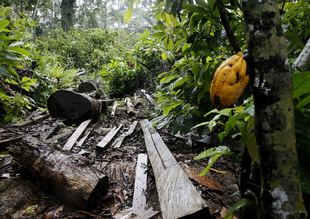 Ue prepara stop a import prodotti causa di deforestazione © EPA