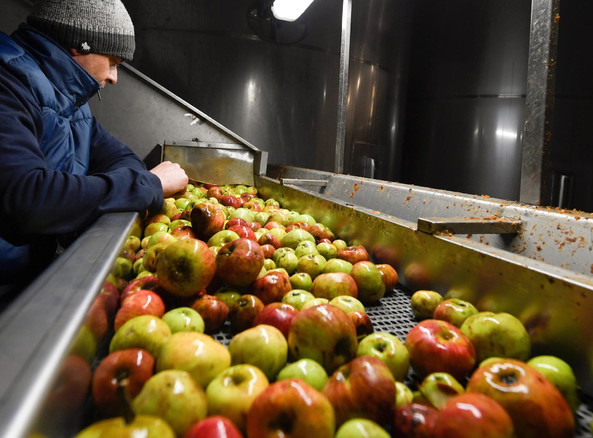 Ottimo avvio per le mele, raccolto da 1,8 mln di tonnellate © EPA