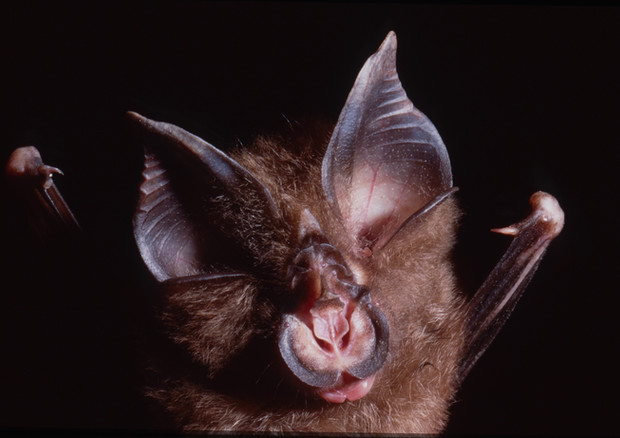 I virus ‘cugini’ di SarsCoV2 sono stati identificati in pipistrelli della specie Rhinolophus shameli (fonte: Ben Hayes) © Ansa