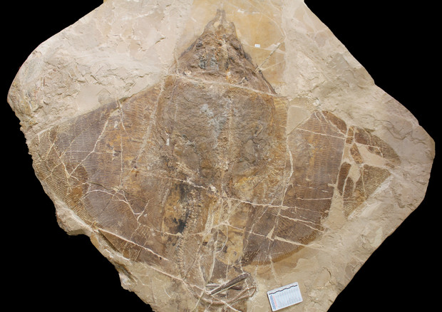 Il pesce fossile scoperto in Veneto nella Pesciara di Bolca, sui Monti Lessini (fonte: Giorgio Carnevale, Università di Torino) © Ansa