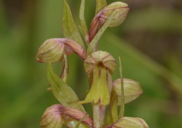 l'orchidea selvatica Coeloglossum viride © ANSA