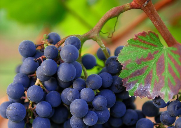 Dal Merlot al Pinot nero, i vini europei sono nati nel Caucaso (fonte: Pixabay) © Ansa