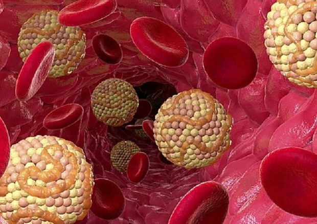 Rappresentazione grafica di lipidi nel sangue (fonte: Tlecoatl Zyanya da Wikipedia) © Ansa