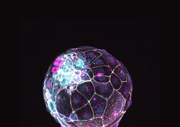 Il blastoide, l’avatar di un embrione umano allo stadio iniziale di sviluppo (fonte: Rivron/Nature/IMBA) © Ansa
