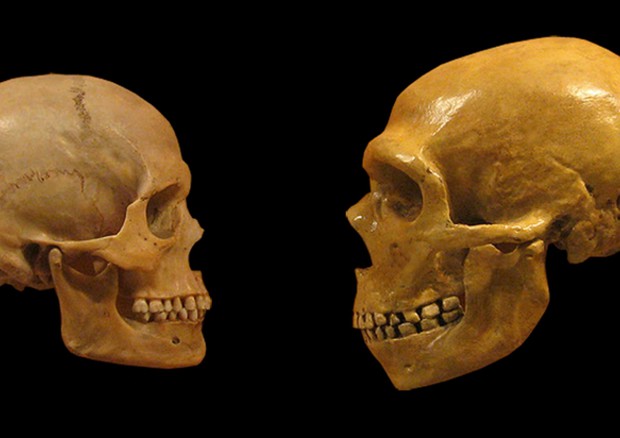 Confronto tra il cranio allungato di Neanderthal e di Sapiens. (fonte: hairymuseummatt /Wikipedia) © Ansa