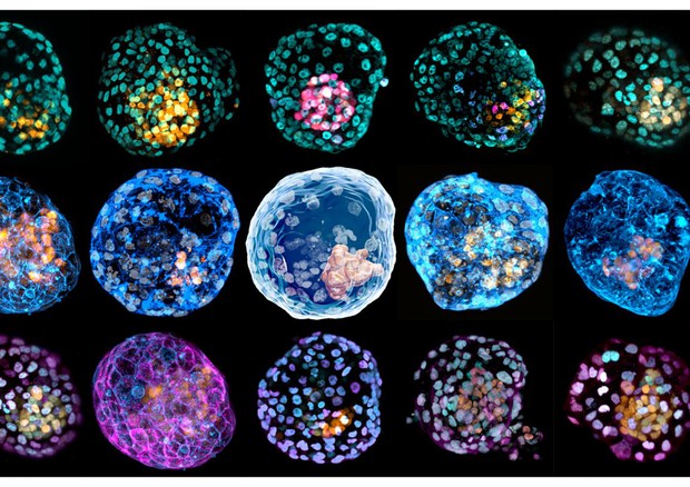 I simil-embrioni, con diverse colorazioni cellulari (fonte: Monash University) © Ansa