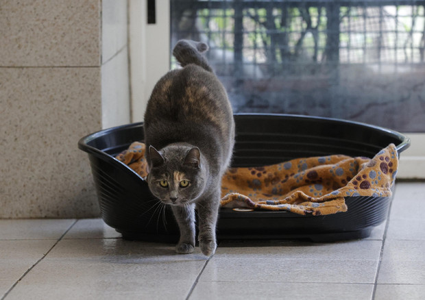 Ecco il primo caso di trasmissione del Covid da gatto a uomo © ANSA