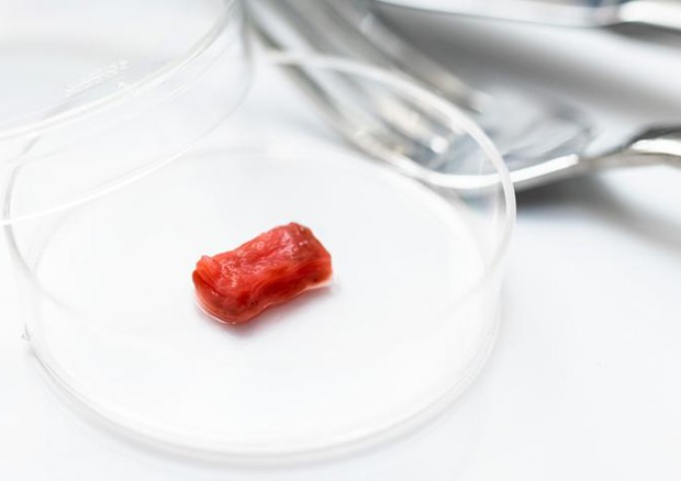 Un frammento della carne sintetica muscolosa come quella bovina ottenuta in laboratorio (fonte: Istituto di scienze industriali, Università di Tokyo) © Ansa