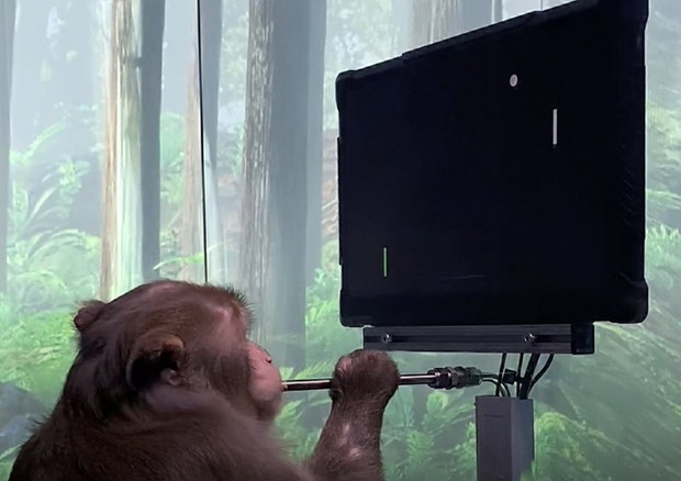 La scimmia ai videogames controllando il computer con il cervello, attraverso il chip che le è stato impiantato (fonte: Elon Musk/Twitter) © Ansa