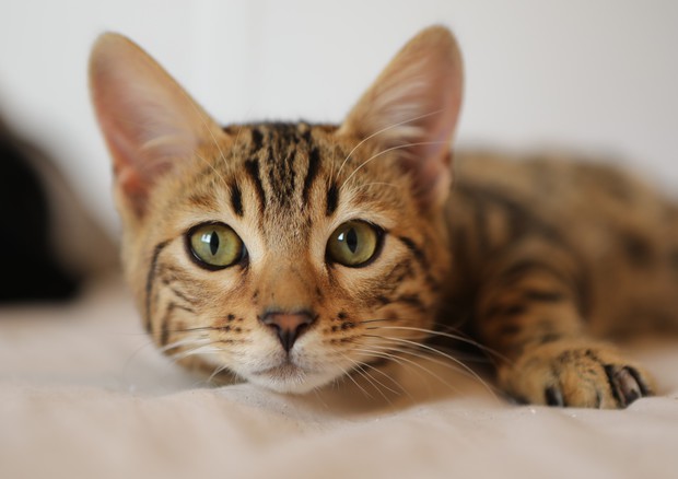 Positivi i risultati della sperimentazione di fase 1 del vaccino anti Covid per i gatti (fonte:  Gidon Pico da Pixabay) © Ansa
