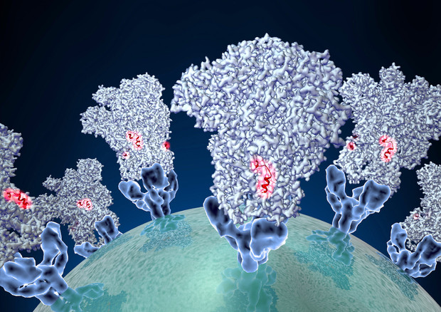 Rappresentazione grafica della proteina Spike del virus SarsCoV2, alla base dei vaccini anti Covid (fonte: David Veesler, University of Washington) © Ansa