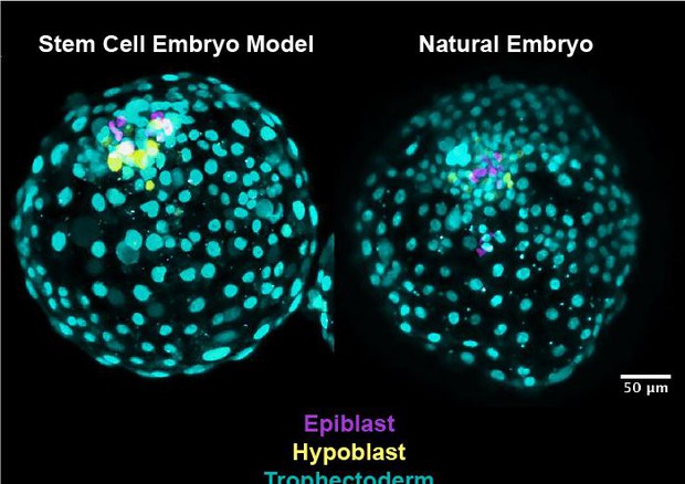 A sinistra l'embrione ottenuto in laboratorio, a destra un embrione naturale (fonte: University of Exeter) © Ansa