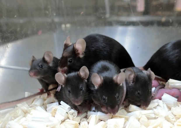 Alcuni dei topi nati da spermatozoi esposti ai raggi cosmici per sei anni (fonte: Teruhiko Wakayama, University of Yamanashi) © Ansa