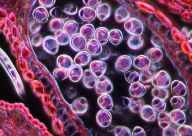 Granelli di polline visti al microscopio (fonte: ZEISS Microscopy da Flickr) © Ansa