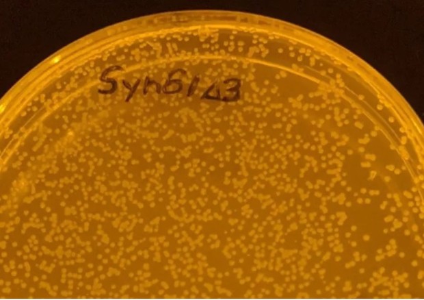 I batteri sintetici resistenti ai virus (fonte: W. Robertson, MRC Laboratory of Molecular Biology) © Ansa