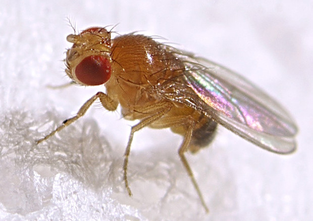 Un moscerino della frutta (fonte: Max Westby da Flickr) © Ansa