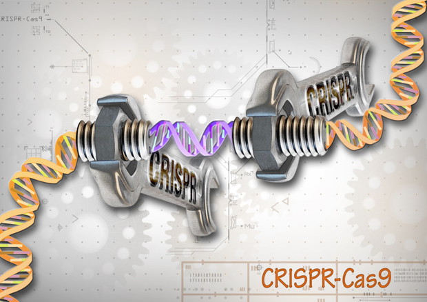Rappresentazione grafica della tecnica della Crispr (fonte: National Human Genome Research Institute, NHGRI/Wikipedia) © Ansa
