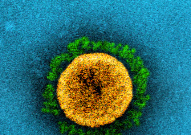 Particella di virus della variante Alfa vista al microscopio elettronico. In verde le protuberanze della proteina Spike con cui il virus si aggancia alle cellule (fonte: NIAID) © Ansa