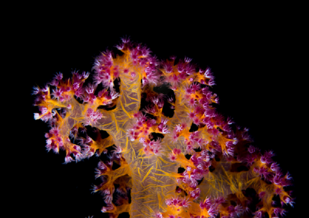 I coralli soffrono gli effetti del riscaldamento globale (fonte: KAUST; Morgan Bennett Smith) © Ansa