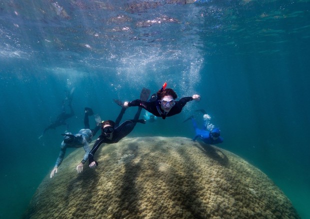 Il corallo gigante Muga dhambi al largo dell’Isola di Orfero in Australia (fonte: Woody Spark) © Ansa