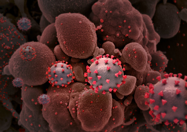 Particelle del virus SarsCoV2 (fonte: NIAID/NIH) © Ansa
