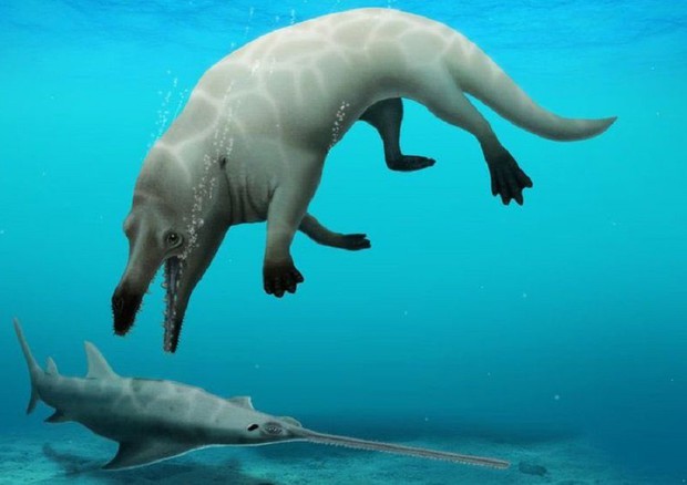 Trovati i fossili di una antica balena con le zampe (fonte: Robert W. Boessenecker) © Ansa