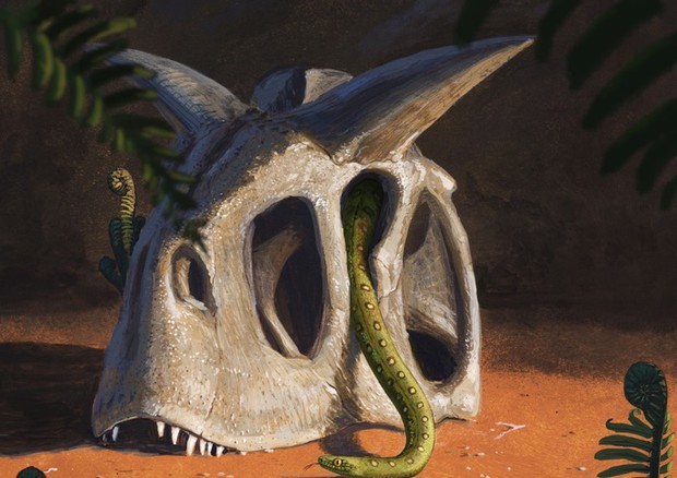 L’evoluzione dei serpenti è stata favorita dall'asteroide che cancellò i dinosauri (fonte: J. Knuppe) © Ansa