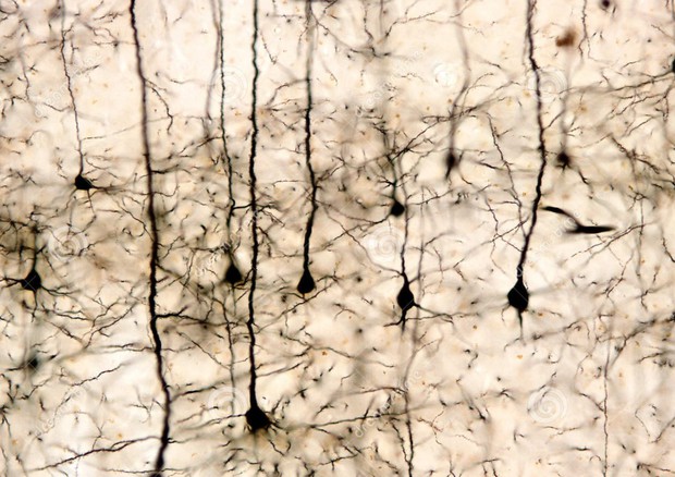 Scoperti i neuroni specchio anche nei roditori (fonte: Istituto Italiano di Tecnologia – Unife) © Ansa