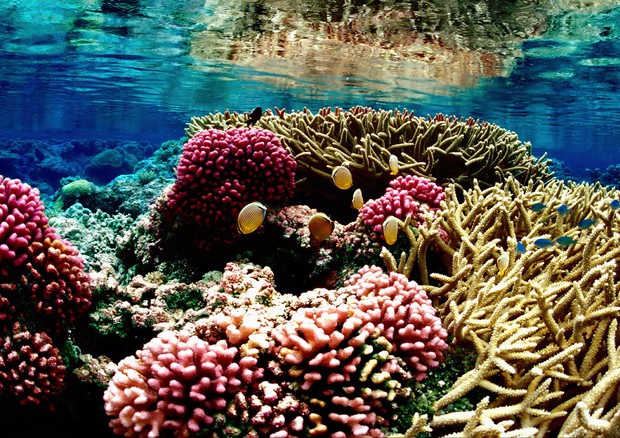 Barriera corallina (fonte: Jim Maragos/U.S. Fish and Wildlife Service, modificata da Mielon, Wikipedia) © Ansa
