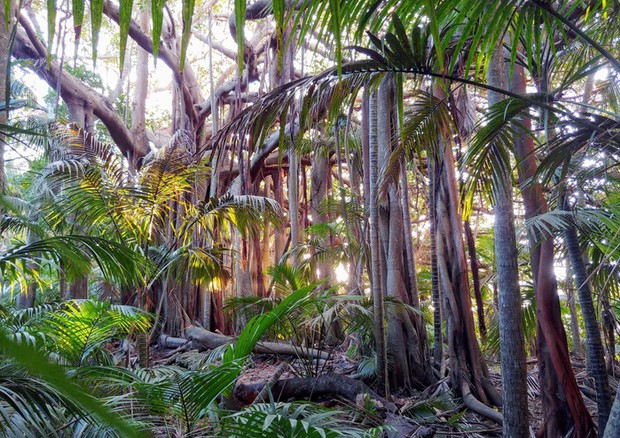 Le foreste tropicali rappresentano uno degli habitat più minacciati (fonte: R. Hamilton) © Ansa