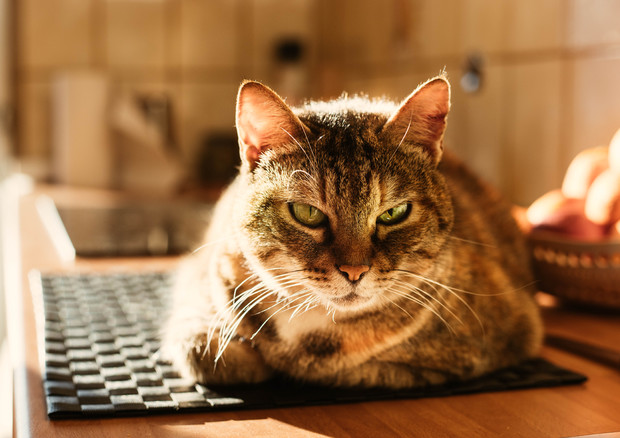 Stress da smartworking anche per i gatti © Ansa