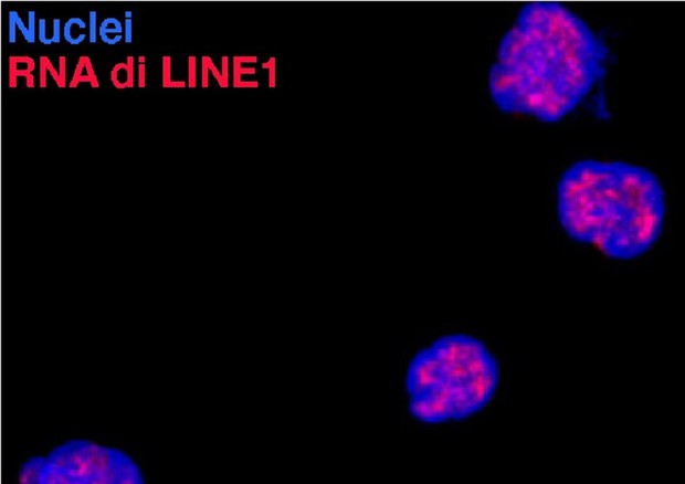 In blu i nuclei dei linfociti T, in rosso gli Rna trascritti dagli elementi ripetuti Line1 (fonte: Unimi)  © Ansa