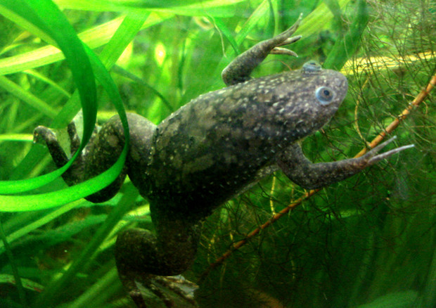 La rana della specie Xenopus laevis (fonte: P. Olivier) © Ansa