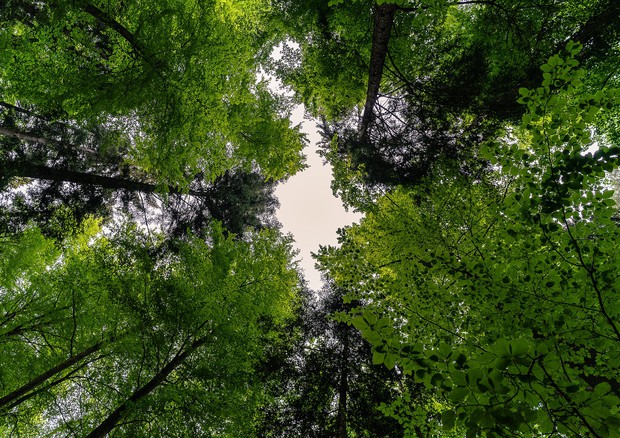 There are more tree species present on Earth than expected (source: Max Pixel) © Ansa
