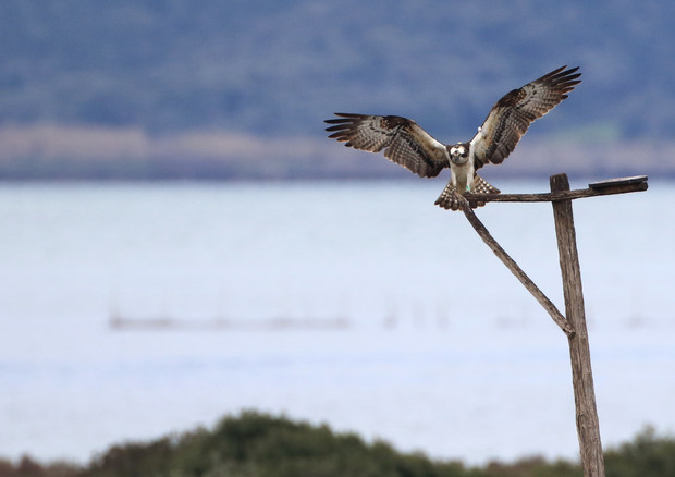 Falco pescatore femmina (foto Fabio Cianchi) © Ansa