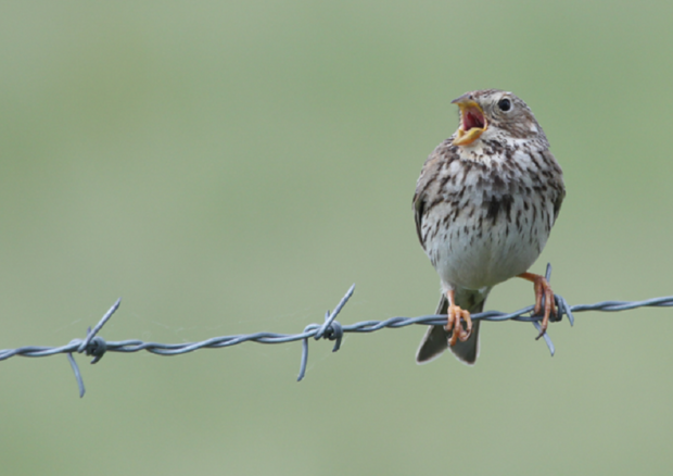 Lo strillozzo, un uccello diffuso in tutta Europa (Fonte: Alexander Lees) © Ansa