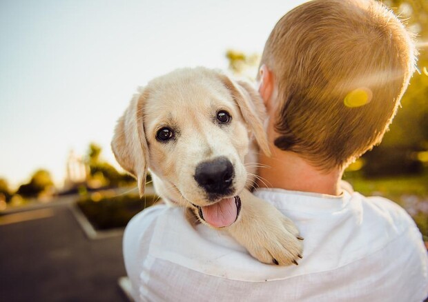 Due mutazioni genetiche avrebbero facilitato la domesticazione del cane (fonte: Pixabay) © Ansa