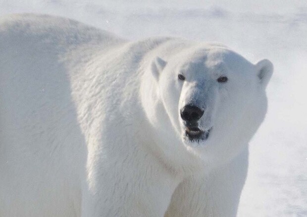 Un maschio adulto di orso polare in Groenlandia (fonte: Øystein Wiig) © Ansa