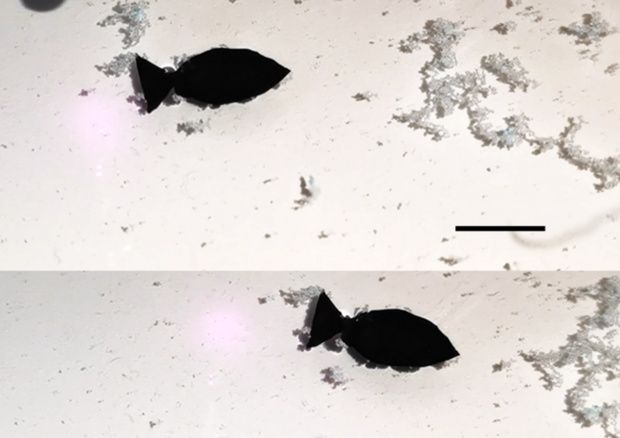 Un robot a forma di pesce attivato dalla luce raccoglie le microplastiche mentre nuota (la barra della scala è di 10 mm). Credit: Nano Letters 2022 (ANSA)