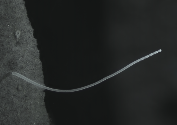 Un singolo filamento del batterio Thiomargarita magnifica (Fonte: Jean-Marie Volland) © Ansa