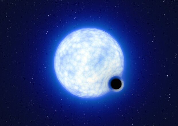 Rappresentazione artistica del sistema binario VFTS 243, formato dal buco nero dormiente e da una stella compagna massiccia; l'immagine non è in scala, poiché la stella dovrebbe essere 200mila volte più grande del buco nero (fonte: ESO/L. Calçada) © Ansa