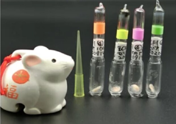 Le provette con le cellule disidratate utilizzate nell'esperimento condotto in Giappone (fonte: Wakayama, S. et al. Nat Commun 13, 3666, 2022) © Ansa